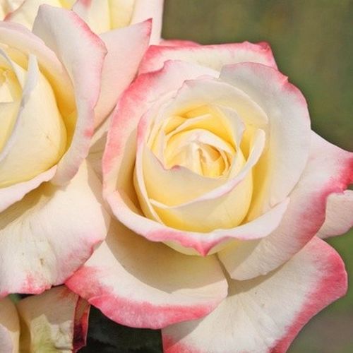 Gärtnerei - Rosa Athena® - gelb - rosa - teehybriden-edelrosen - stark duftend - W. Kordes & Sons - -